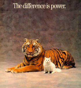 Ein Tiger und eine wei�e Hauskatze friedlich auf dem Boden liegend